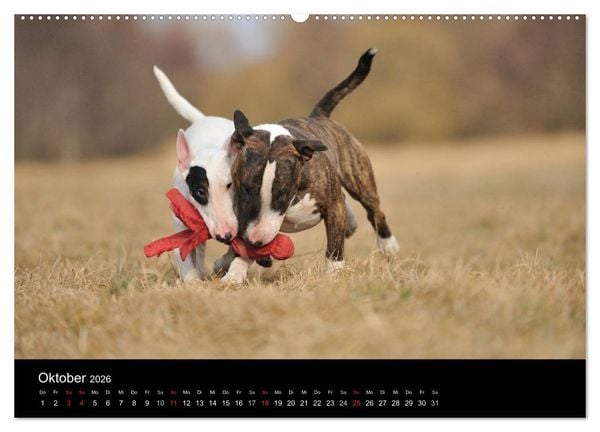 Produktbild: Bullterrier 2026 - Kleine Clowns mit gro&szlig;em Herz (hochwertiger Premium Wandkalender 2026 DIN A2 quer), Kunstdruck in Hochglanz