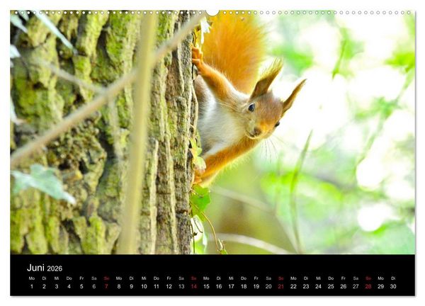 Produktbild: Mannheimer Waldpark (Wandkalender 2026 DIN A2 quer), CALVENDO Monatskalender