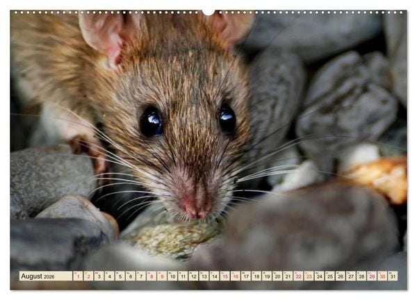 Produktbild: Kleiner Nager - Maus (hochwertiger Premium Wandkalender 2026 DIN A2 quer), Kunstdruck in Hochglanz
