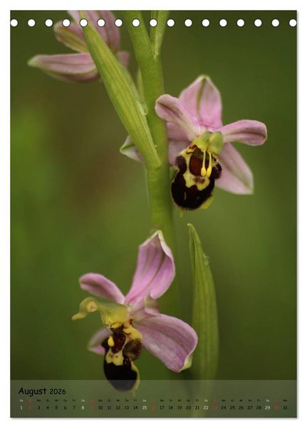 Produktbild: Juwelen der Natur - Ein Orchideensommer (Tischkalender 2026 DIN A5 hoch), CALVENDO Monatskalender