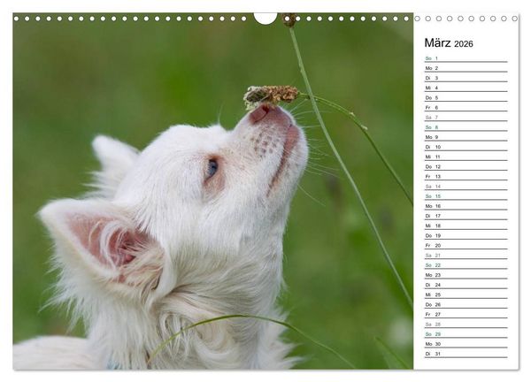 Produktbild: Chihuahuas - kleine Herzensbrecher (Wandkalender 2026 DIN A3 quer), CALVENDO Monatskalender