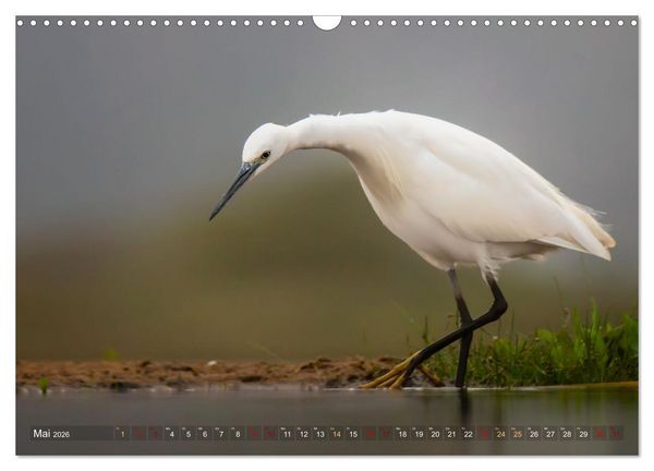 Produktbild: S&uuml;dafrika wunderbare Tierwelt (Wandkalender 2026 DIN A3 quer), CALVENDO Monatskalender