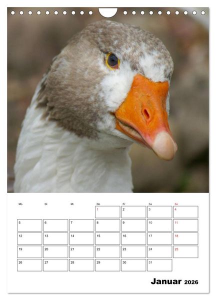 Produktbild: Gl&uuml;ckliche G&auml;nse (Wandkalender 2026 DIN A4 hoch), CALVENDO Monatskalender