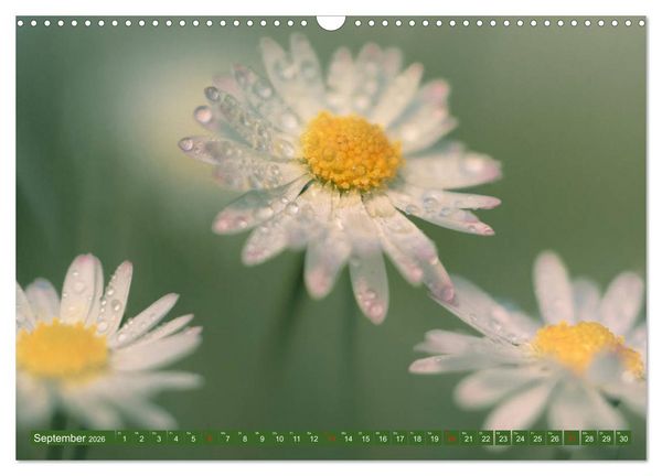 Produktbild: G&auml;nsebl&uuml;mchen Poesie (Wandkalender 2026 DIN A3 quer), CALVENDO Monatskalender