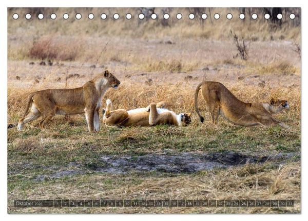 Produktbild: Botswana &ndash; Landschaft und Tierwelt (Tischkalender 2026 DIN A5 quer), CALVENDO Monatskalender