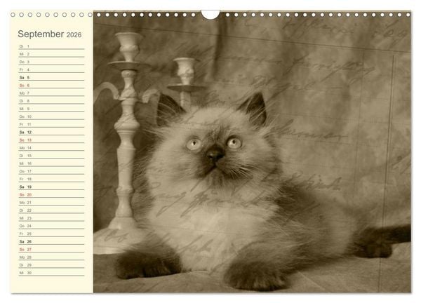 Produktbild: Oma's Katzenkalender 2026 (Wandkalender 2026 DIN A3 quer), CALVENDO Monatskalender