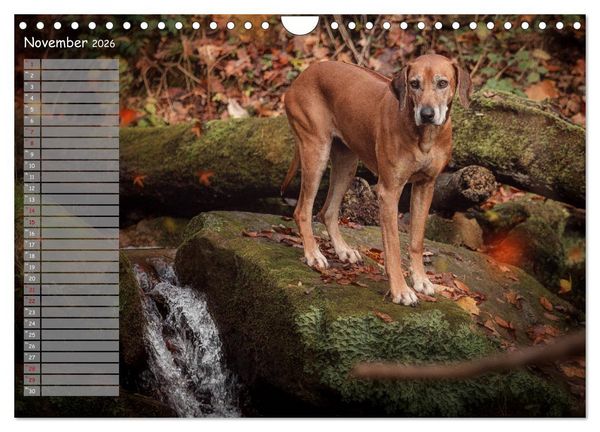 Produktbild: Rhodesian Ridgeback - Herzen auf vier Pfoten (Wandkalender 2026 DIN A4 quer), CALVENDO Monatskalender