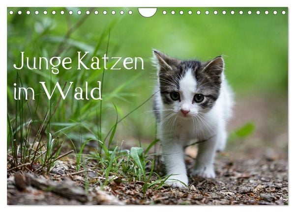 Junge Katzen im Wald (Wandkalender 2026 DIN A4 quer), CALVENDO Monatskalender