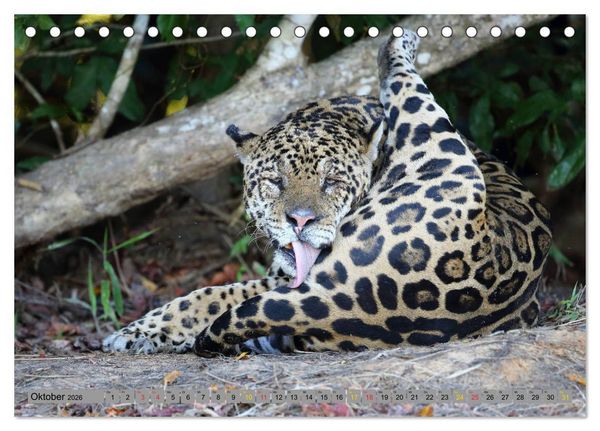 Produktbild: Jaguare im Pantanal (Tischkalender 2026 DIN A5 quer), CALVENDO Monatskalender
