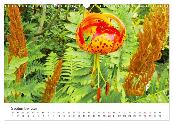 Produktbild: Feurige Lilien (Wandkalender 2026 DIN A3 quer), CALVENDO Monatskalender