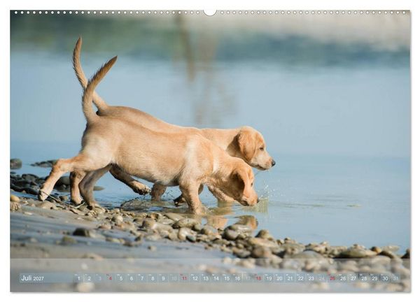 Produktbild: Labradore im Wasser (Wandkalender 2027 DIN A2 quer), CALVENDO Monatskalender