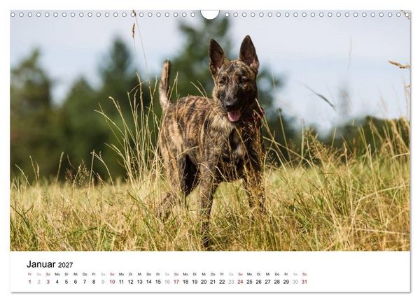 Produktbild: ausdrucksvolle Holl&auml;ndische Sch&auml;ferhunde (Wandkalender 2027 DIN A3 quer), CALVENDO Monatskalender