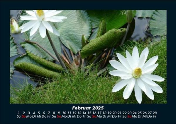 Produktbild: Rosen-Kalender 2025 Fotokalender DIN A5