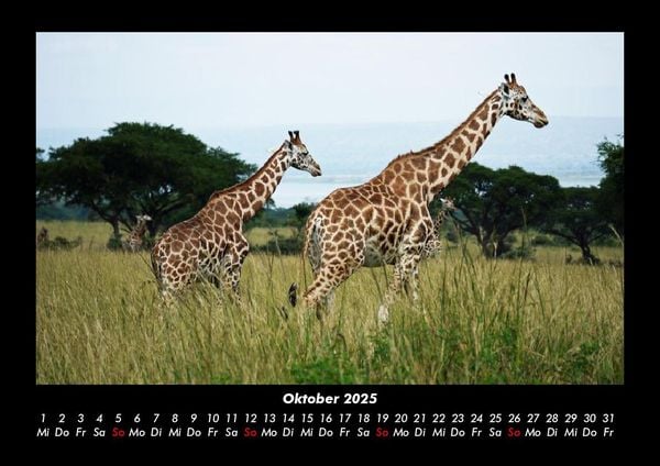Produktbild: Tiere in der Wildnis 2025 Fotokalender DIN A3