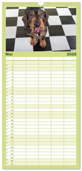 Produktbild: Familienplaner 2026 - DACKEL DACHSHUND TECKEL 2026 mit 5 Spalten (Wandkalender, 21 x 45 cm) CALVENDO