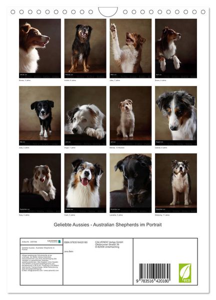 Produktbild: Geliebte Aussies - Australian Shepherds im Portrait (Wandkalender 2026 DIN A4 hoch), CALVENDO Monatskalender