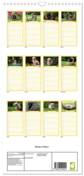 Produktbild: Familienplaner 2026 - Maltipoo Welpen mit 5 Spalten (Wandkalender, 21 x 45 cm) CALVENDO