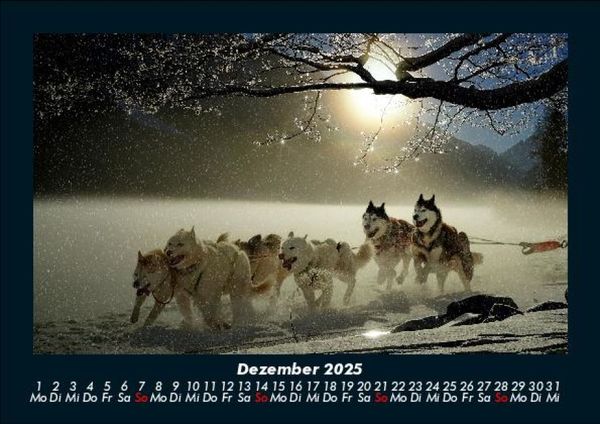 Produktbild: Hundezauber 2025 Fotokalender DIN A5