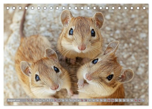 Produktbild: Maus im Haus - der Gerbil Kalender (Tischkalender 2026 DIN A5 quer), CALVENDO Monatskalender
