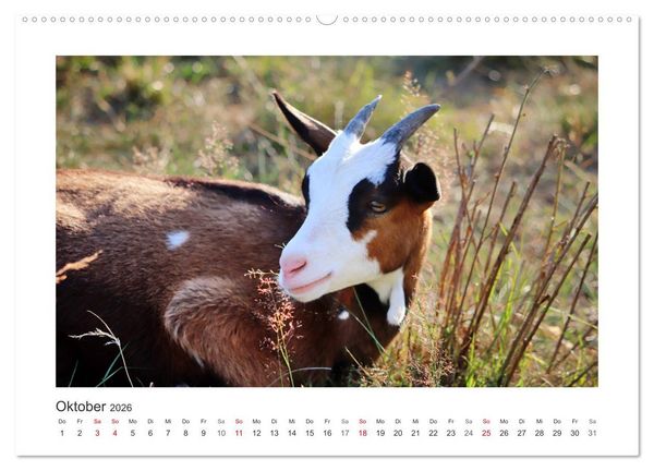 Produktbild: Wer zickt denn da? Mit Ziegen durchs Jahr (Wandkalender 2026 DIN A2 quer), CALVENDO Monatskalender