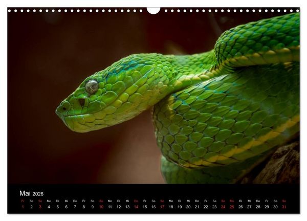 Produktbild: Costa Rica. Faszinierende Tierwelt (Wandkalender 2026 DIN A3 quer), CALVENDO Monatskalender