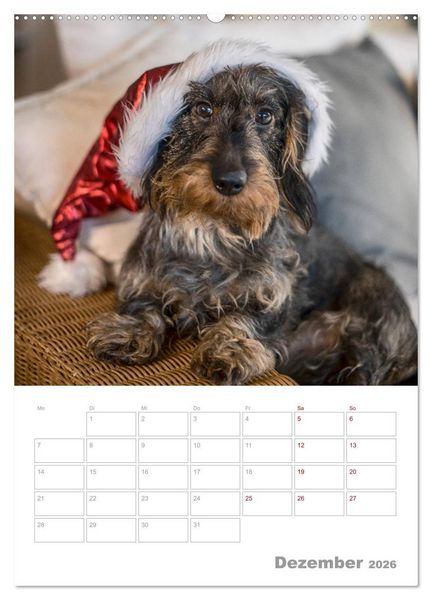 Produktbild: Dackelportraits (Wandkalender 2026 DIN A2 hoch), CALVENDO Monatskalender