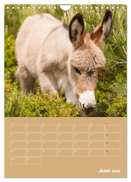 Produktbild: Entz&uuml;ckende Esel - Charmant und liebenswert (Wandkalender 2026 DIN A4 hoch), CALVENDO Monatskalender