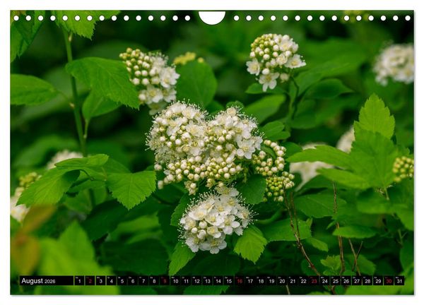 Produktbild: Kleine Blumen ganz gro&szlig; (Wandkalender 2026 DIN A4 quer), CALVENDO Monatskalender