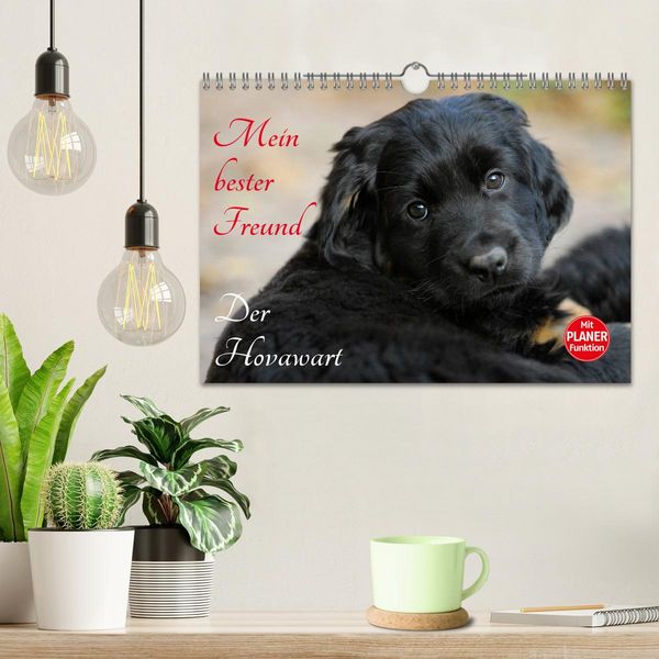 Produktbild: Mein bester Freund - Der Hovawart (Wandkalender 2026 DIN A4 quer), CALVENDO Monatskalender