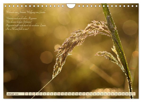 Produktbild: Sommergr&auml;ser (Wandkalender 2026 DIN A4 quer), CALVENDO Monatskalender