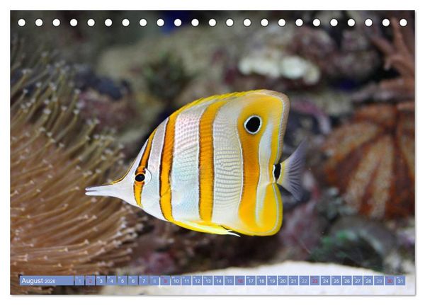 Produktbild: Bunte Welt der Fische (Tischkalender 2026 DIN A5 quer), CALVENDO Monatskalender