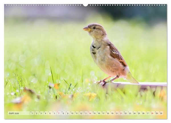 Produktbild: NATUR PUR Heimische Singv&ouml;gel (hochwertiger Premium Wandkalender 2026 DIN A2 quer), Kunstdruck in Hochglanz