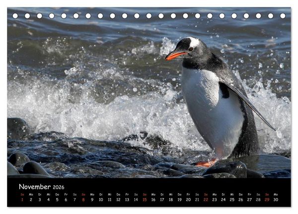Produktbild: Pinguine aus aller Welt (Tischkalender 2026 DIN A5 quer), CALVENDO Monatskalender