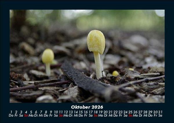 Produktbild: Pilzkalender 2026 Fotokalender DIN A5