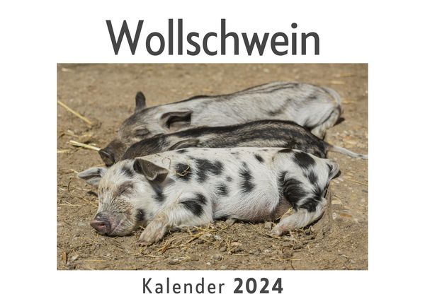 Produktbild: Wollschwein (Wandkalender 2024, Kalender DIN A4 quer, Monatskalender im Querformat mit Kalendarium, Das perfekte Geschenk)
