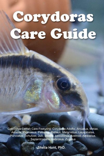 Produktbild: Corydoras Care Guide. Corydoras Catfish Care Featuring