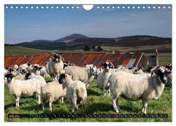 Produktbild: Sheep Portraits (Wall Calendar 2026 DIN A4 landscape), CALVENDO 12 Month Wall Calendar