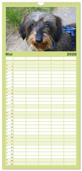 Produktbild: Familienplaner 2026 - Der Zwergrauhaardackel - Eigensinnig und Liebenswert mit 5 Spalten (Wandkalender, 21 x 45 cm) CALVENDO