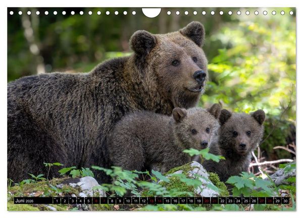 Produktbild: Lautlos in den W&auml;ldern Sloweniens (Wandkalender 2026 DIN A4 quer), CALVENDO Monatskalender