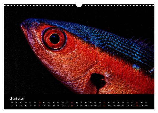 Produktbild: Die Welt unter Wasser (Wandkalender 2026 DIN A3 quer), CALVENDO Monatskalender