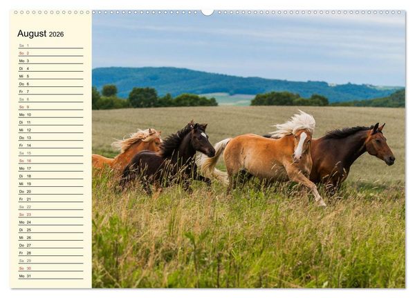 Produktbild: Welt der Pferde (Wandkalender 2026 DIN A2 quer), CALVENDO Monatskalender