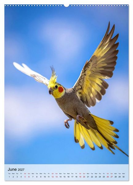 Produktbild: Cockatiel Dreams (High Quality Premium Wall Calendar 2027 DIN A2 portrait),CALVENDO 12 Month Wall Calendar