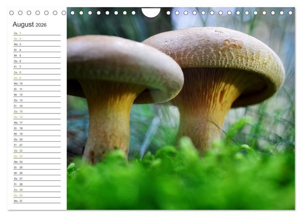 Produktbild: Schwammerl Egerlinge Pilze (Wandkalender 2026 DIN A4 quer), CALVENDO Monatskalender