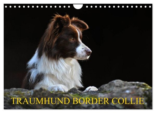 Produktbild: Traumhund Border Collie (Wandkalender 2026 DIN A4 quer), CALVENDO Monatskalender