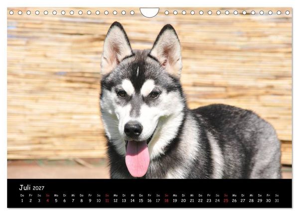 Produktbild: Huskys - Traumhunde (Wandkalender 2027 DIN A4 quer), CALVENDO Monatskalender