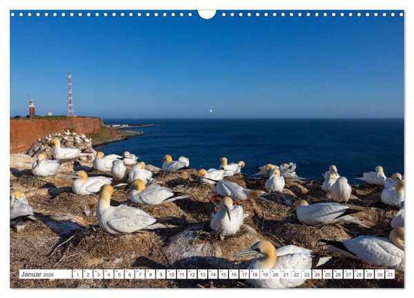 Produktbild: Basst&ouml;lpel - Helgolands faszinierende V&ouml;gel (Wandkalender 2026 DIN A3 quer), CALVENDO Monatskalender