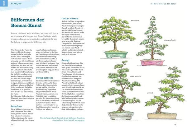 Produktbild: Bonsai ziehen, gestalten und pflegen