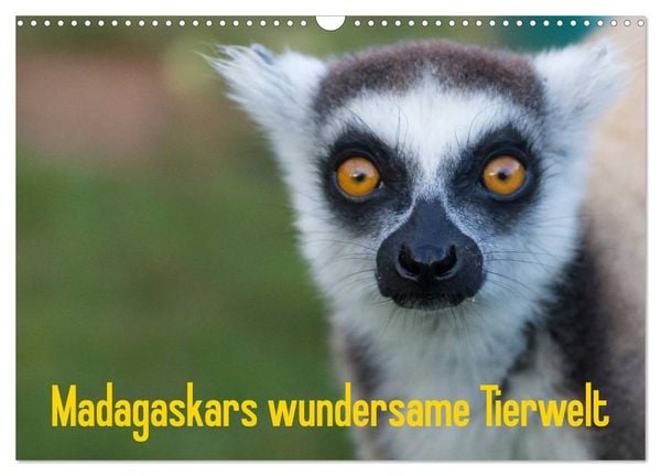 Produktbild: Madagaskars wundersame Tierwelt (Wandkalender 2026 DIN A3 quer), CALVENDO Monatskalender