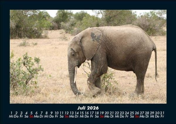 Produktbild: Elefanten 2026 Fotokalender DIN A5
