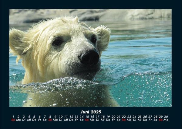 Produktbild: Eisb&auml;ren 2025 Fotokalender DIN A4